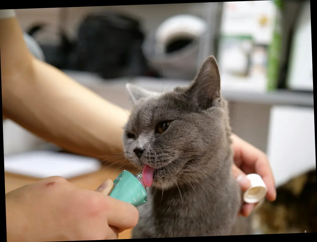 🤔 냥이 건강 검진, 어떤 항목을 선택해야 후회 없을까? (꿀팁 대방출!)