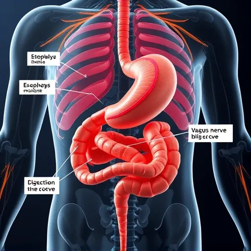 핵심 진단: 역류성식도염과 기능성 소화불량의 결정적 차이